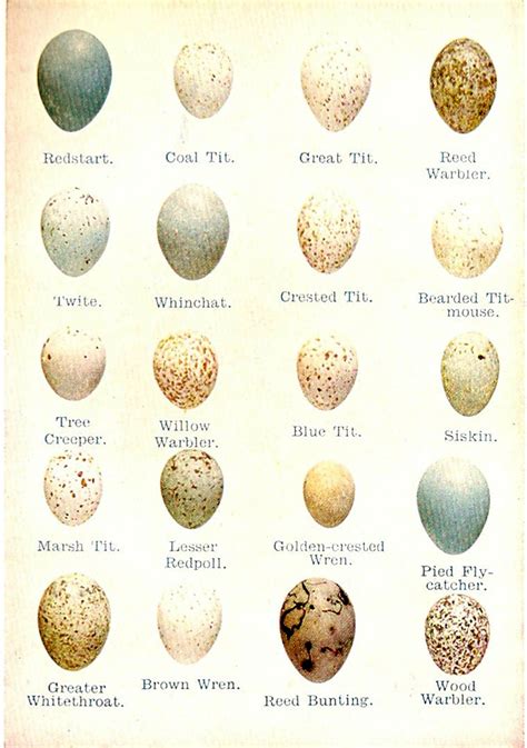 eeeeeggggs | Bird egg identification, Bird eggs, Eggs