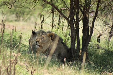 Pilanesberg Group Day Safari - Safari With Us