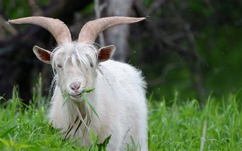 Download Animal Goat HD Wallpaper