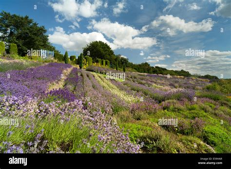 Yorkshire Lavender at Terrington in North Yorkshire Stock Photo - Alamy