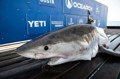 2 great white sharks tagged by OCEARCH tracked off Florida, near Marco ...