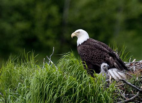 Bald Eagle Nesting With Her Chick Photograph by Cathy Hart - Pixels