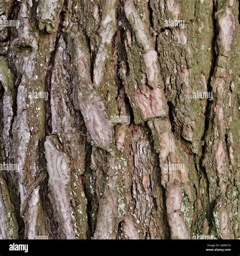 Bark of an Elm Tree Stock Photo - Alamy