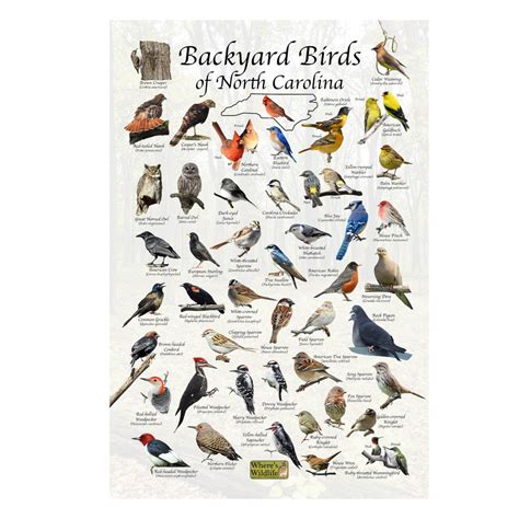 Birds of North Carolina Backyard Birding Identification Picture Print ...