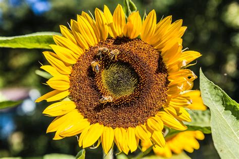 Attract Pollinators to Your Garden with these 12 Common Plants for Bee Foraging - Stoney Creek Farm