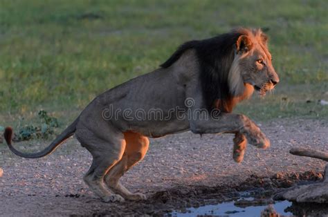 Lion jump stock image. Image of mane, kgalagadi, green - 40757259