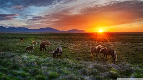 🔥 [88+] Horses at Sunset Wallpapers | WallpaperSafari