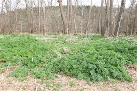 Weed of the Month: Poison Hemlock // Integrated Crop and Pest Management News Article ...