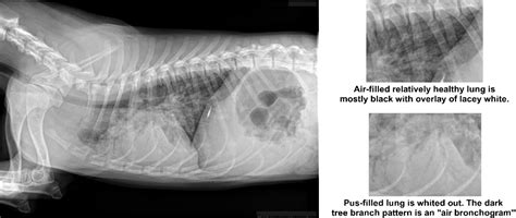 Pneumonia Management - Mar Vista Animal Medical Center