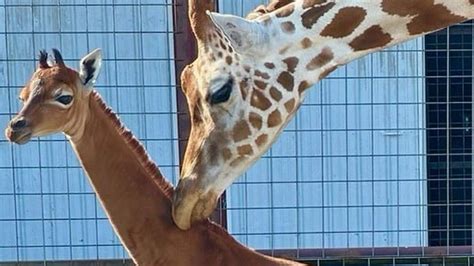 Baby giraffe with no spots at Tennessee zoo could be unique - BBC Newsround