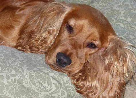 Spaniel Breeds: List of 23 types of Spaniel Dog - spanielking