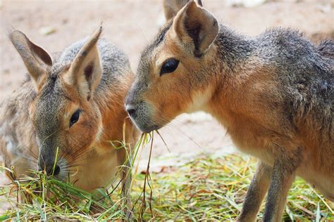 Wildlife in Patagonia: 20 Amazing Species | Celebrity Cruises