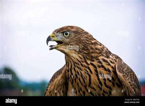 Hawk portrait. Birds of prey in nature Stock Photo - Alamy