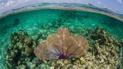 Coral Reef and Coastal Wetlands Protections Can Help Communities ...