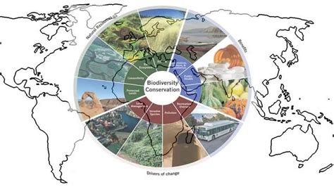 Difference between In situ and Ex situ Conservation