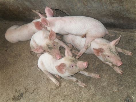 Pig Production and Marketing Uganda Limited: COMMON PIG BREEDS AND SELECTION OF BREEDING STOCK