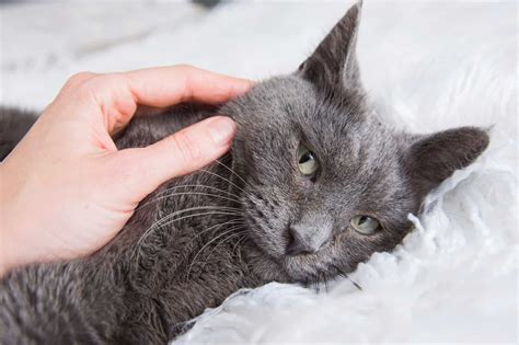 Are Russian Blue Cats Hypoallergenic? What You Need to Know