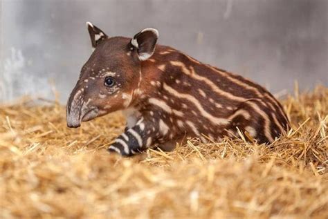 Instantly Improve Your Day With This Magical Baby Tapir | Tapir, Baby ...