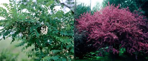 Shade and Flowering Trees - Zehrs Flowers and Landscaping