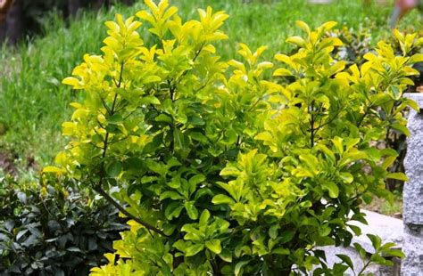 Trees and Shrubs With Yellow Leaves: Photos and Names, Features of Cultivation - Best Landscape ...