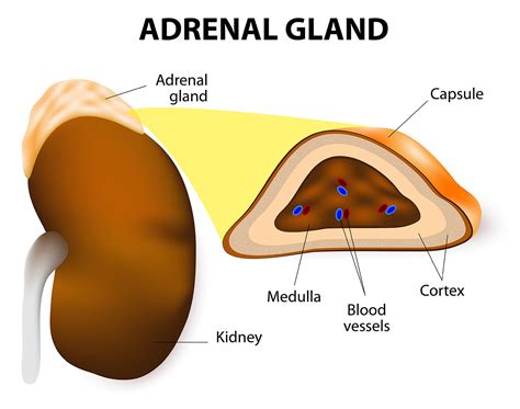 Adrenal gland: structure, location and hormones - Online Biology Notes