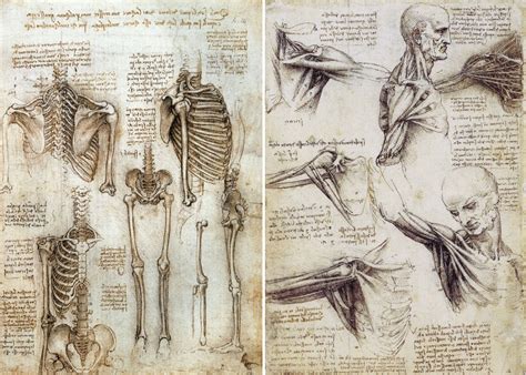 Leonardo Da Vinci's anatomy drawings | Anatomia para artistas, Desenho anatomia, Arte do corpo ...