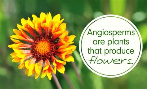 Angiosperm Examples