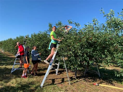 Door County Cherry Picking Ultimate Guide [2024] | Orchards