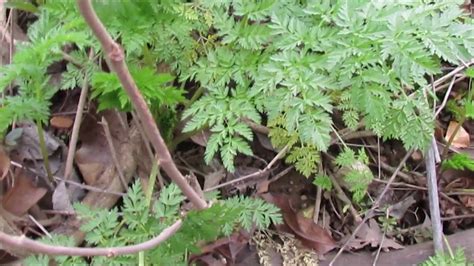 Poison Hemlock Identification - YouTube