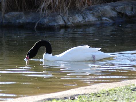 The Online Zoo - Black-necked Swan