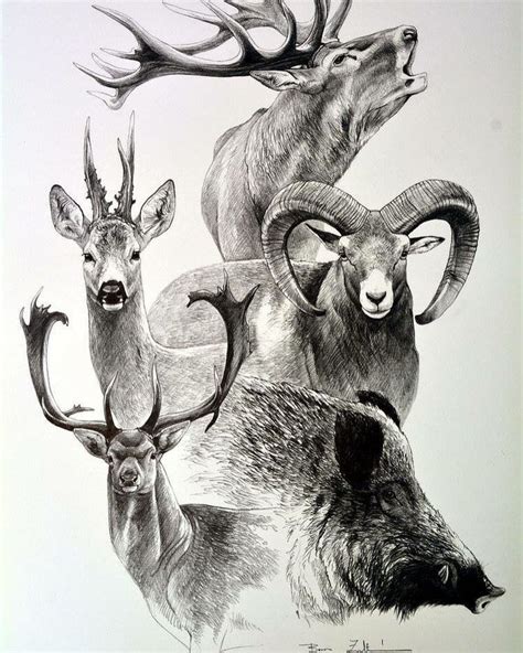 Pin by Anthony Silva Pino on Dibujos | Hunting drawings, Deer drawing ...