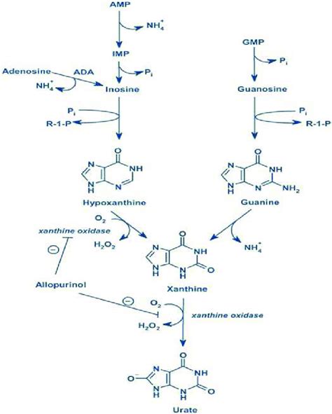 Purine And Pyrimidine Nucleotides