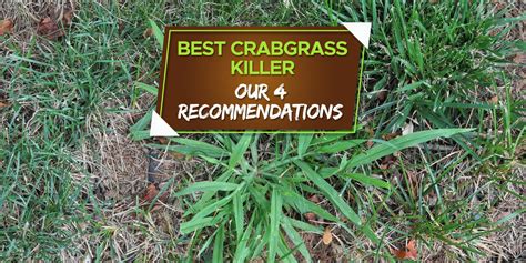 Best Crabgrass Killer [4 Unbiased Recommendations 2024] - Grow Your Yard