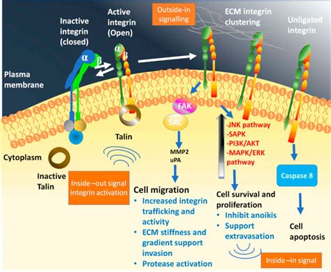 Frontiers | Recent Progress of RGD Modified Liposomes as Multistage ...