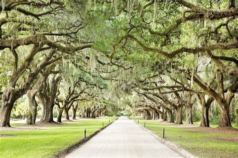 Magnolia Plantation And Gardens Map - Beautiful Insanity