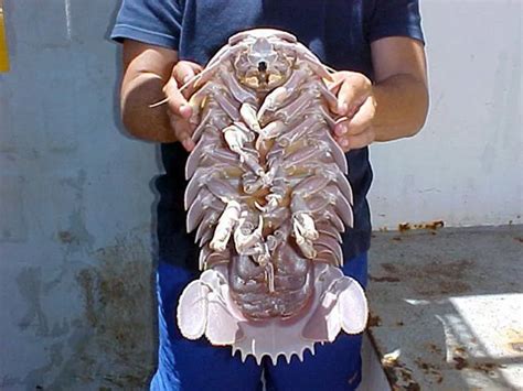 The Tongue-Eating Louse (Cymothoa exigua) | Weird animals, Bathynomus ...