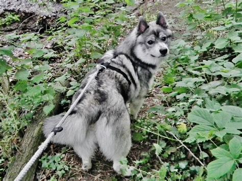 Full Grown Pomsky from UK Pomskies #Pomsky | Pomsky, Hybrid dogs ...