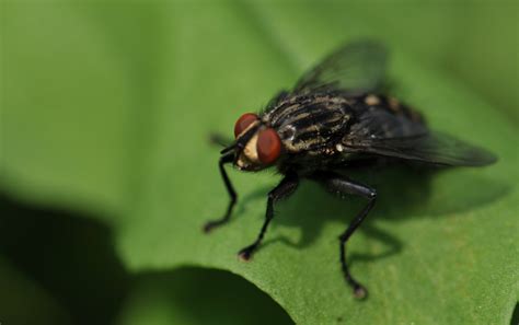 Fly Infestation Causes, in House, Outside and How to Get Rid - American ...