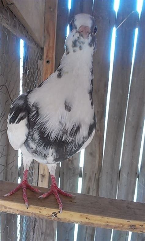 Is this a hybrid dove and pigeon??? | BackYard Chickens - Learn How to ...