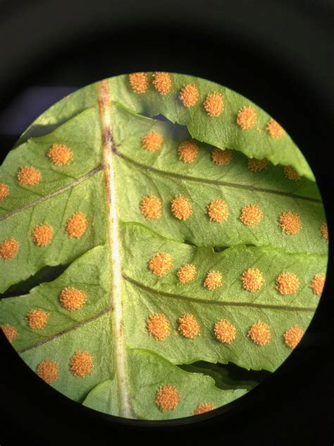 Magnified fern spores from my undergrad biology class. : r/plants