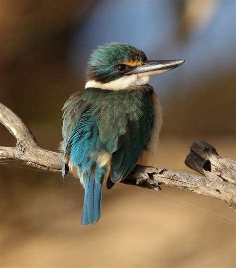 Trick of the light: sacred kingfisher - Australian Geographic | Kingfisher, Australian native ...