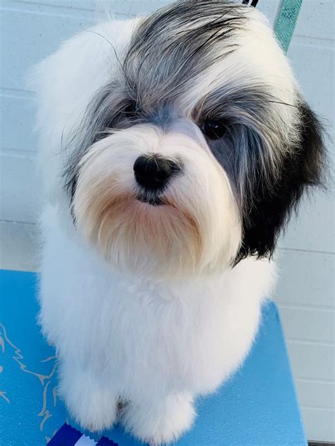 Lowchen Breeders in the USA with Puppies for Sale | PuppyHero