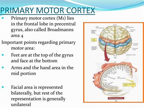 PPT - MOTOR SYSTEM PowerPoint Presentation, free download - ID:2186580