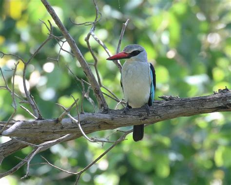 Woodland Kingfisher | Kingfisher, Woodland, Birds