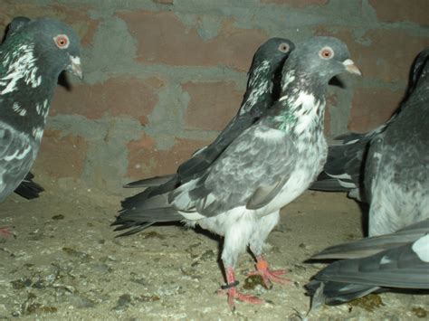 Pakistani Tipplers (Kabootar Baaz) | UK & USA Pigeons | Fancy Pigeons ...