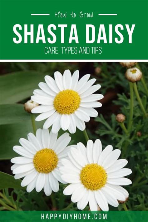 How to Grow Shasta Daisy | Happy DIY Home