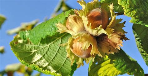 How to Grow Hazelnut Trees - Plant Instructions