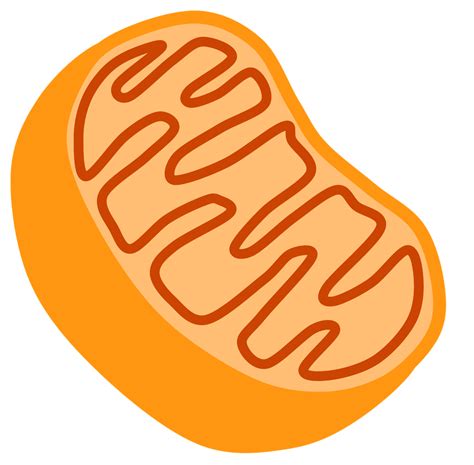 Mitochondria Diagram | Quizlet