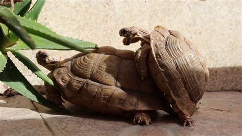 TORTOISE MATING GONE WRONG. - YouTube