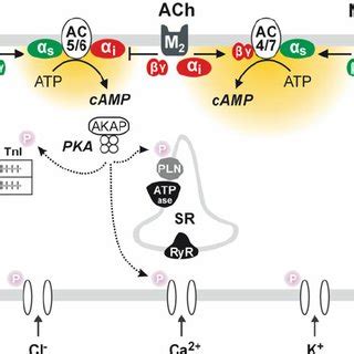 (PDF) Muscarinic Receptor Agonists and Antagonists: Effects on ...